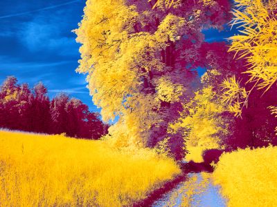 A Field Of Yellow Flowers