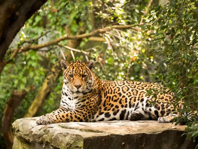 Adult Leopard Lying On Rock