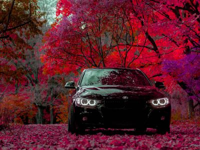 Black Car Surrounded With Maroon Leaf Trees