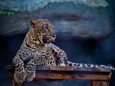 Leopard On Table Top