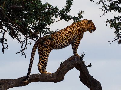 Leopard Standing On A Tree Branch