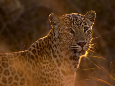Shallow Focus Photography Of Leopard