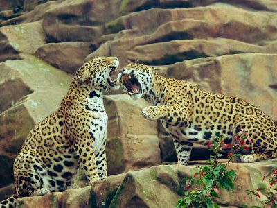 Two Leopard On Brown Rock