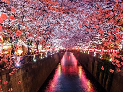Canal Between Cherry Blossom Trees