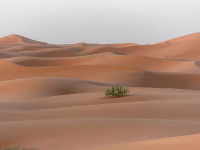 A Lone Plant In The Middle Of A Desert