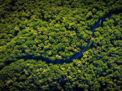 Aerial View Of Green Trees
