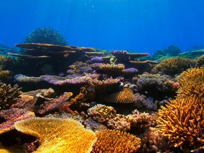 An Underwater View Of A Coral Reef With A Sunbeam In The