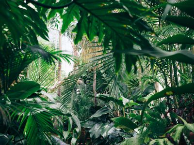 Area Covered With Green Leafed Plants