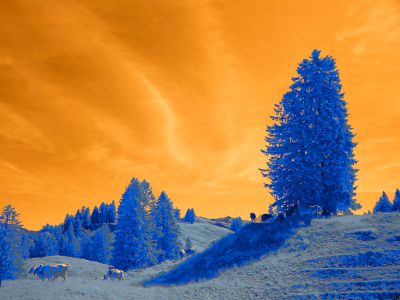 Blue Trees On A Grassy Hill Under An Orange Sky