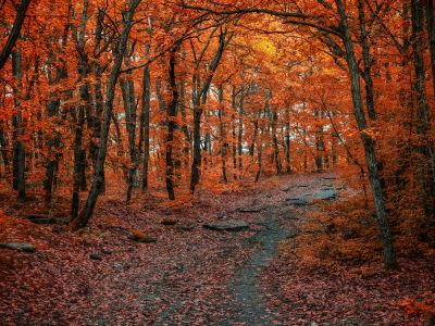 Brown Trees On Brown Field During Daytime
