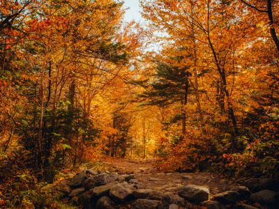 Brown Trees On Rocky Ground During Daytime