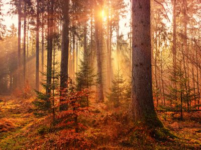 Forest Heat By Sunbeam