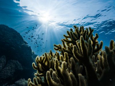 Green Corals Under Water