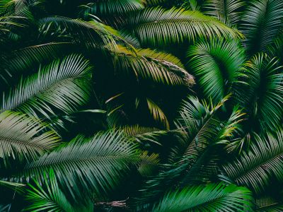 Green Palm Tree During Daytime