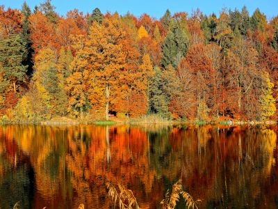 Lake Sorrounded By Trees