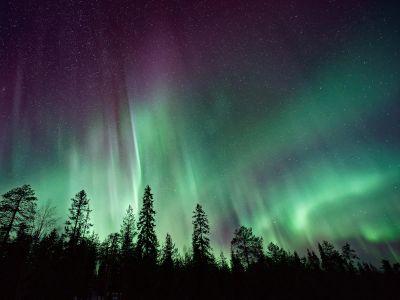 Silhouette Of Trees Near Aurora Borealis At Night
