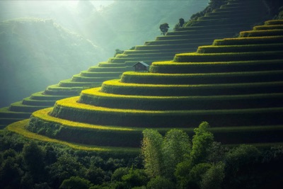 Terraced Rice Fields - Agricultural Landscape