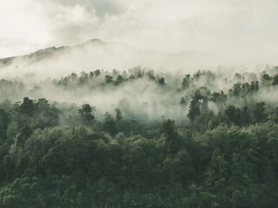 Trees Covered With Fog
