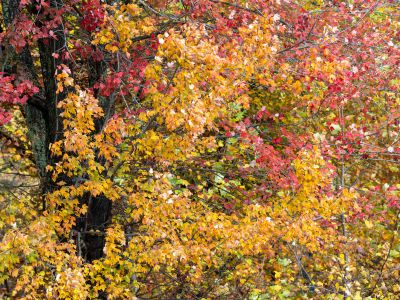 Vibrant Autumn Leaves In Red Yellow And Orange