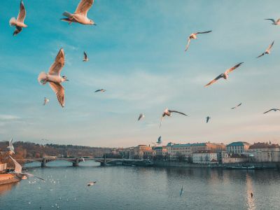 Gull Flying Above Body Of Water