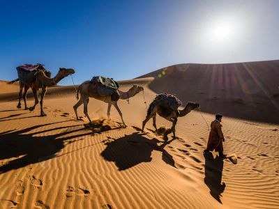Man Walking Along With Camels In Desert
