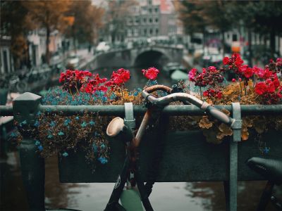 Selective Photography Of Red And Blue Flowers